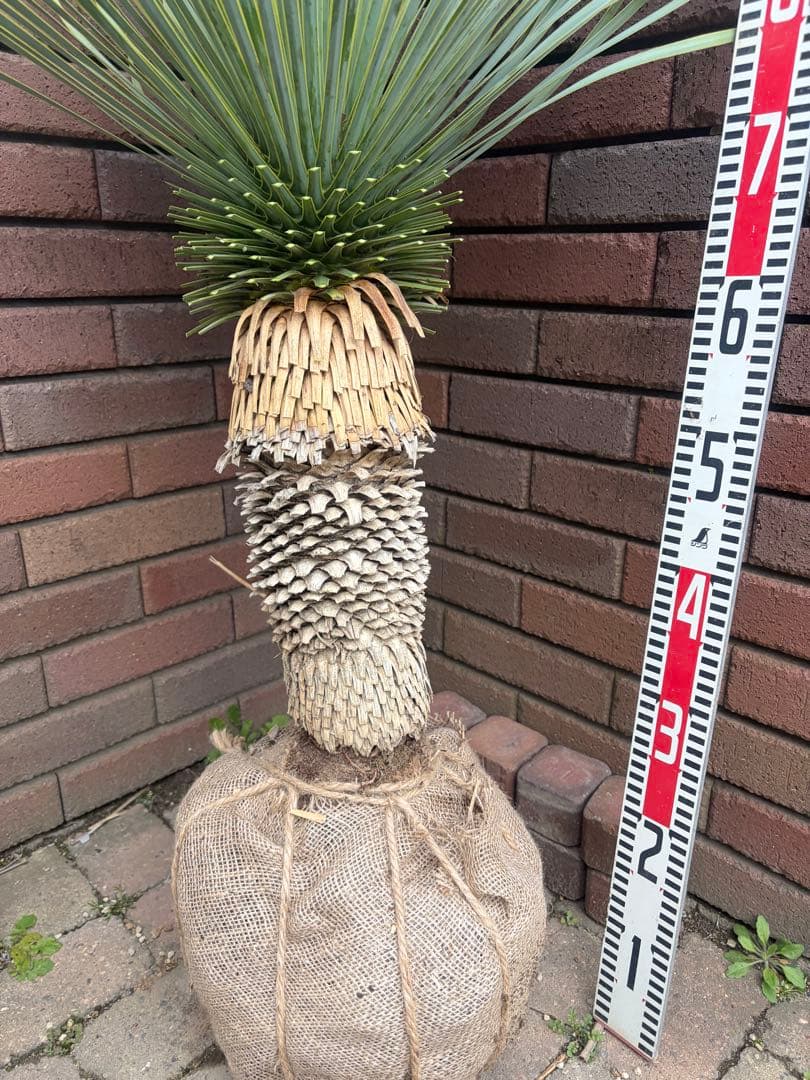 早いもの勝ち ユッカ ロストラータ た - メルカリ