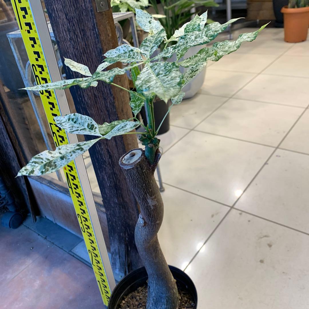 パキラ ミルキーウェイ 17