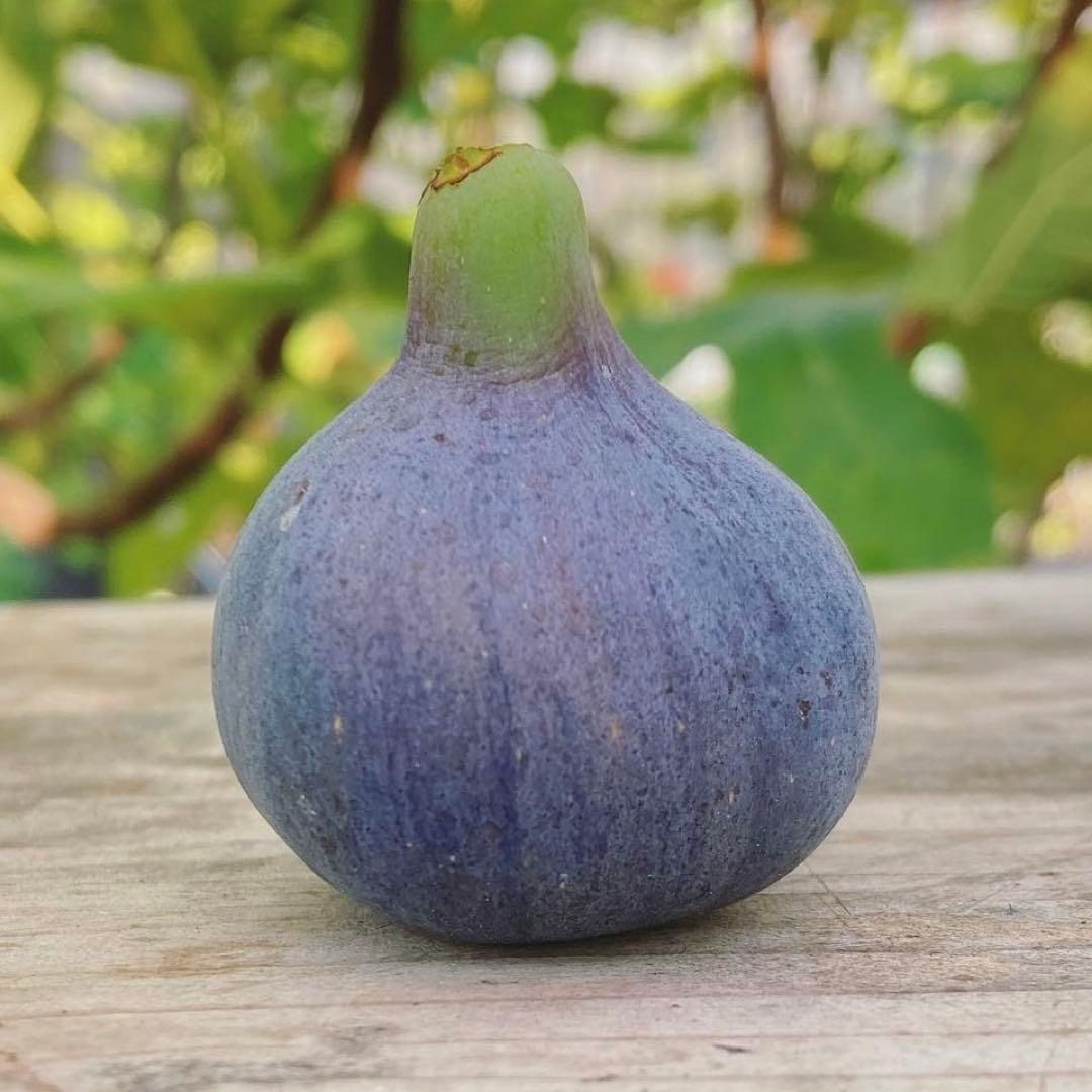 Madeira Island Black (MIB) 穂木 イチジク - メルカリ