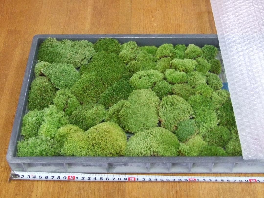 teru3様専用 コケ各種6パレットとカサゴケ15本入1パック - メルカリ