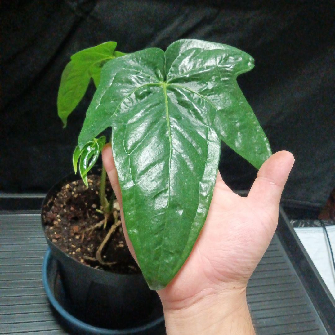 アンスリウム ペダトラディアツム - メルカリ