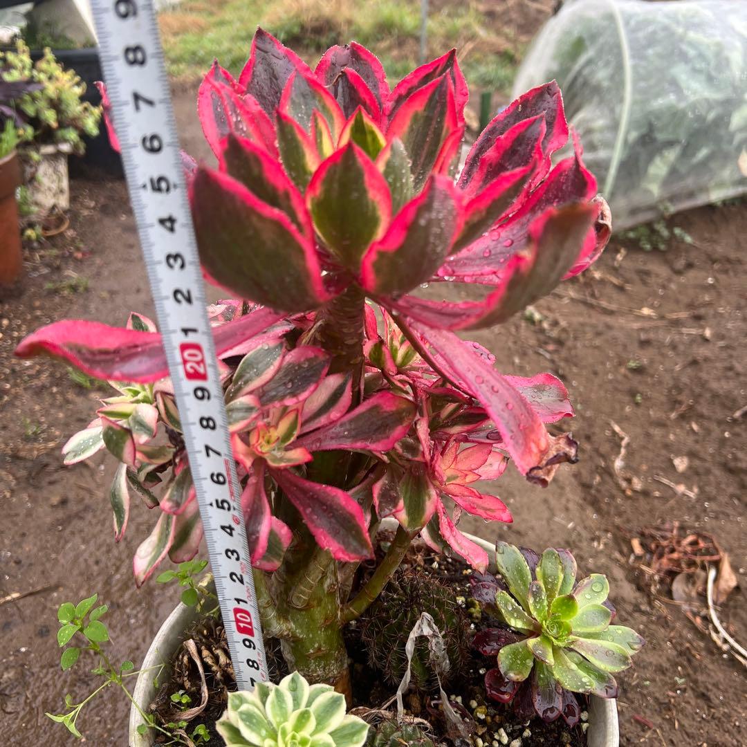 多肉植物。アエオニウム魅影法師錦抜き苗 - メルカリ