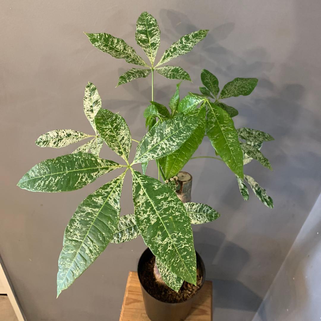 パキラ ミルキーウェイ 5 - メルカリ