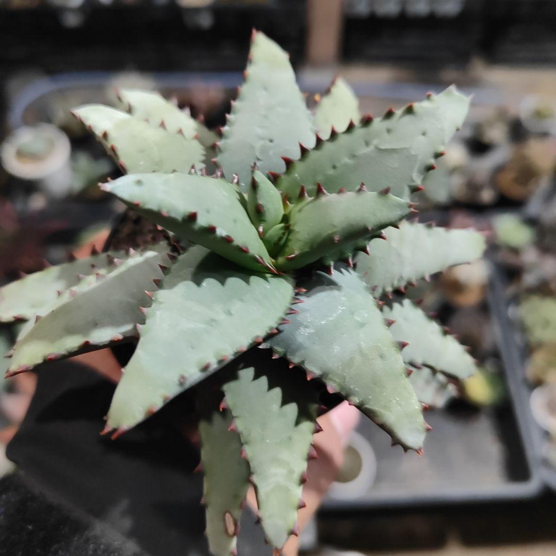 アロエ　コニフェラ✕カスティロニア　短葉選抜　大株