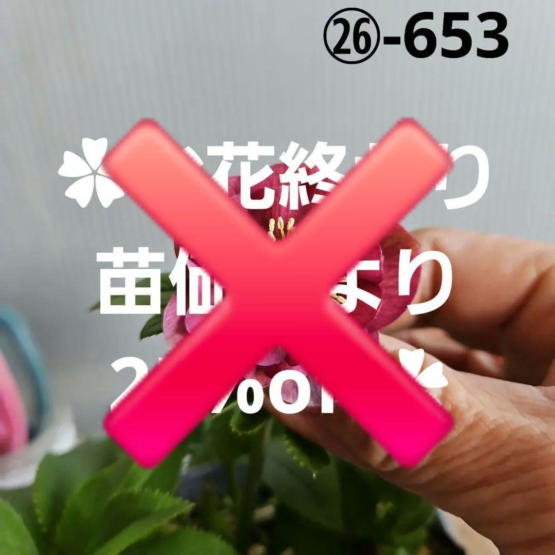 ㉖-653クリスマスローズ - メルカリ