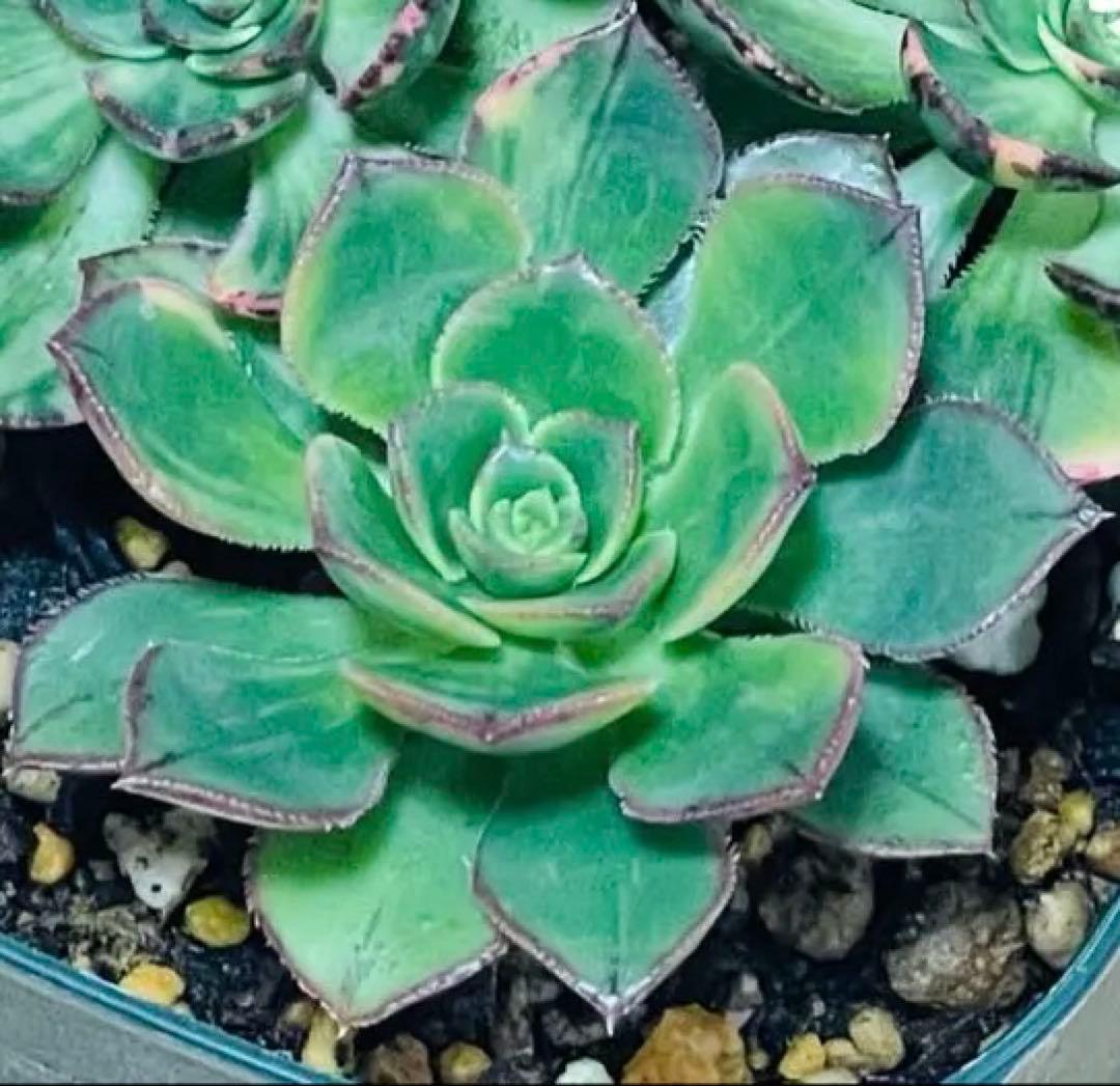 多肉植物 彩蝶錦 抜き苗 - メルカリ