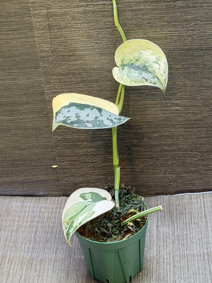 スキンダプサス マリポサ - メルカリ