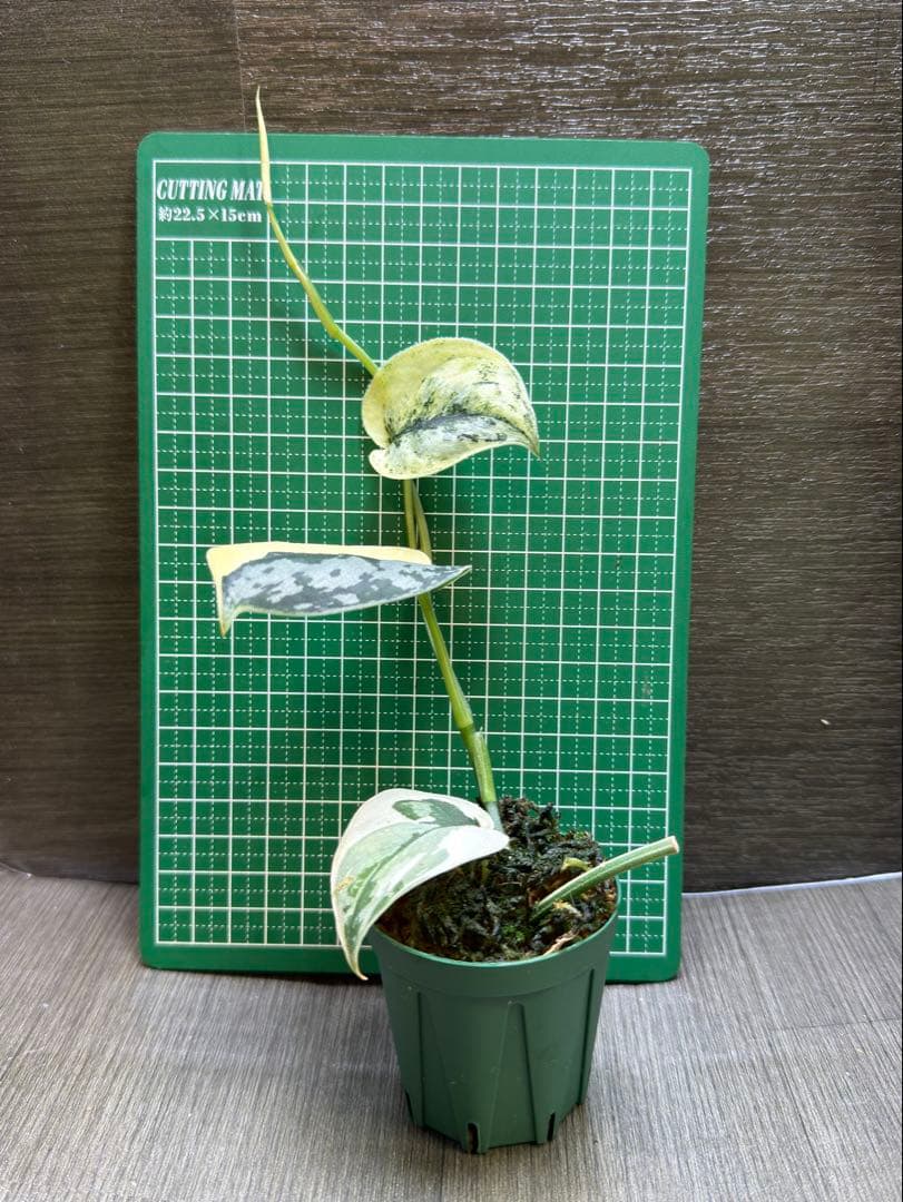 スキンダプサス マリポサ - メルカリ