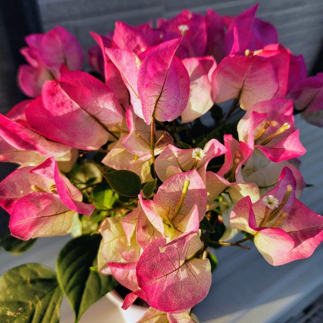 ブーゲンビリア ピンクレディ(ピンク＆白) 5号鉢植え - メルカリ