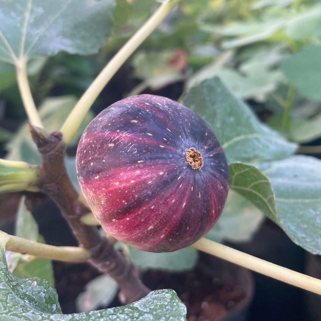 BNR レインボーストライプ 穂木 イチジク - メルカリ