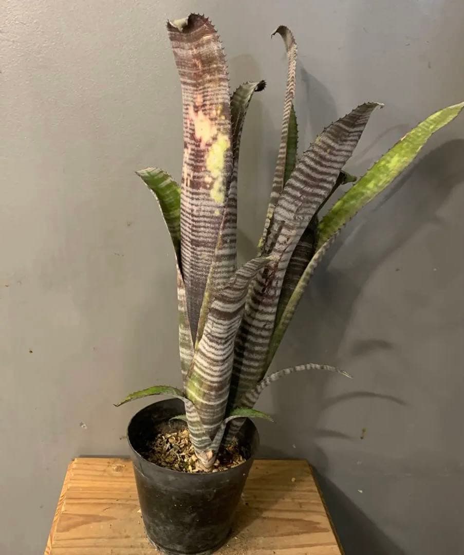 ビルベルギア ドミンゴスマルティンス×ジョージア 子株付き - メルカリ