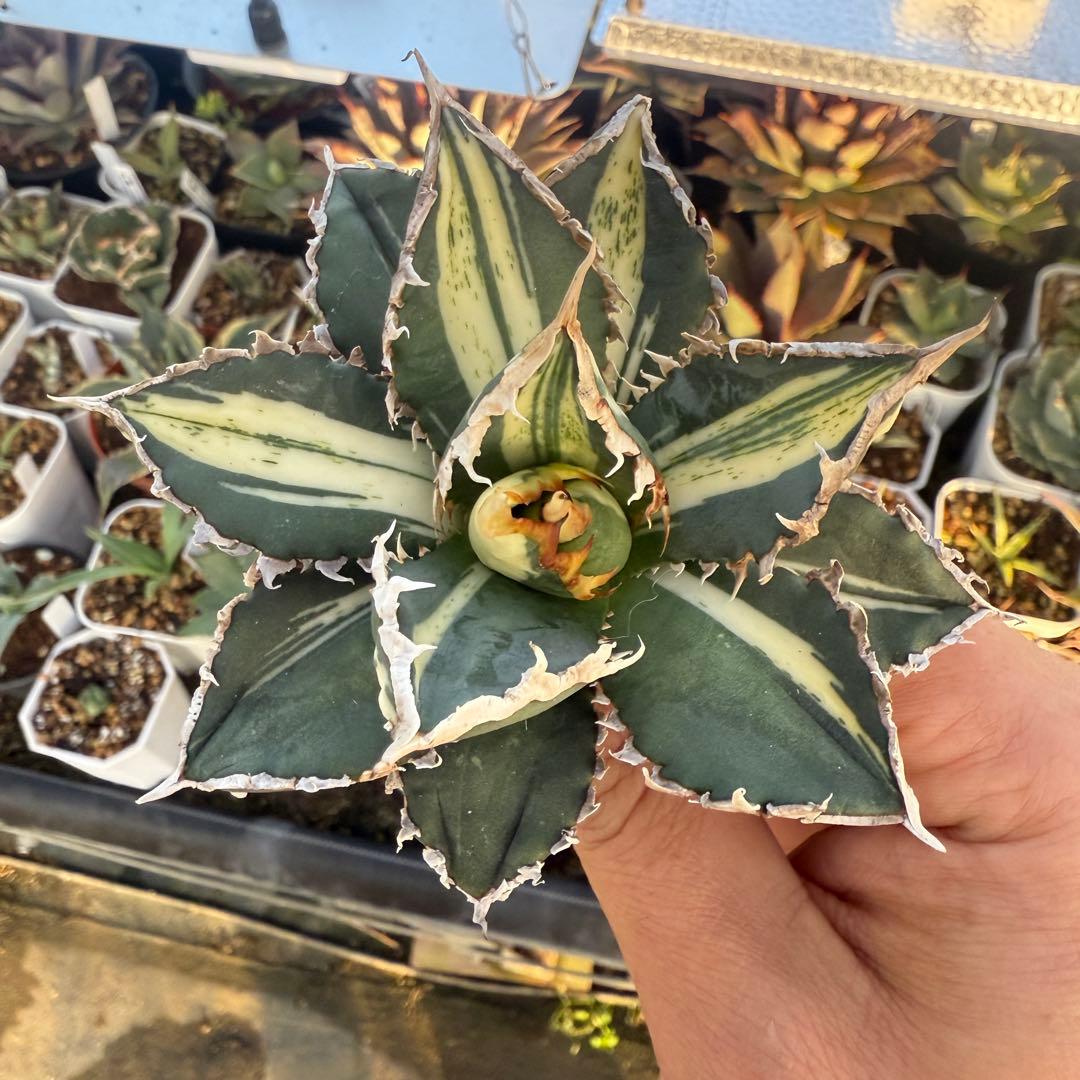 アガベ チタノタ 狼人白中斑 アガベ チタノタ 狼人 白中斑 Agave titanota Werewolf 多肉植物 珍