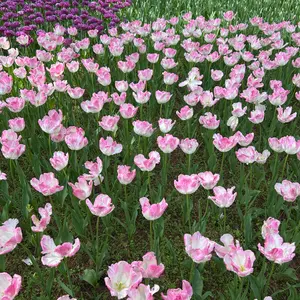 LE SSERAFIM ファンレターお渡し会 トレカ ウンチェ - メルカリ