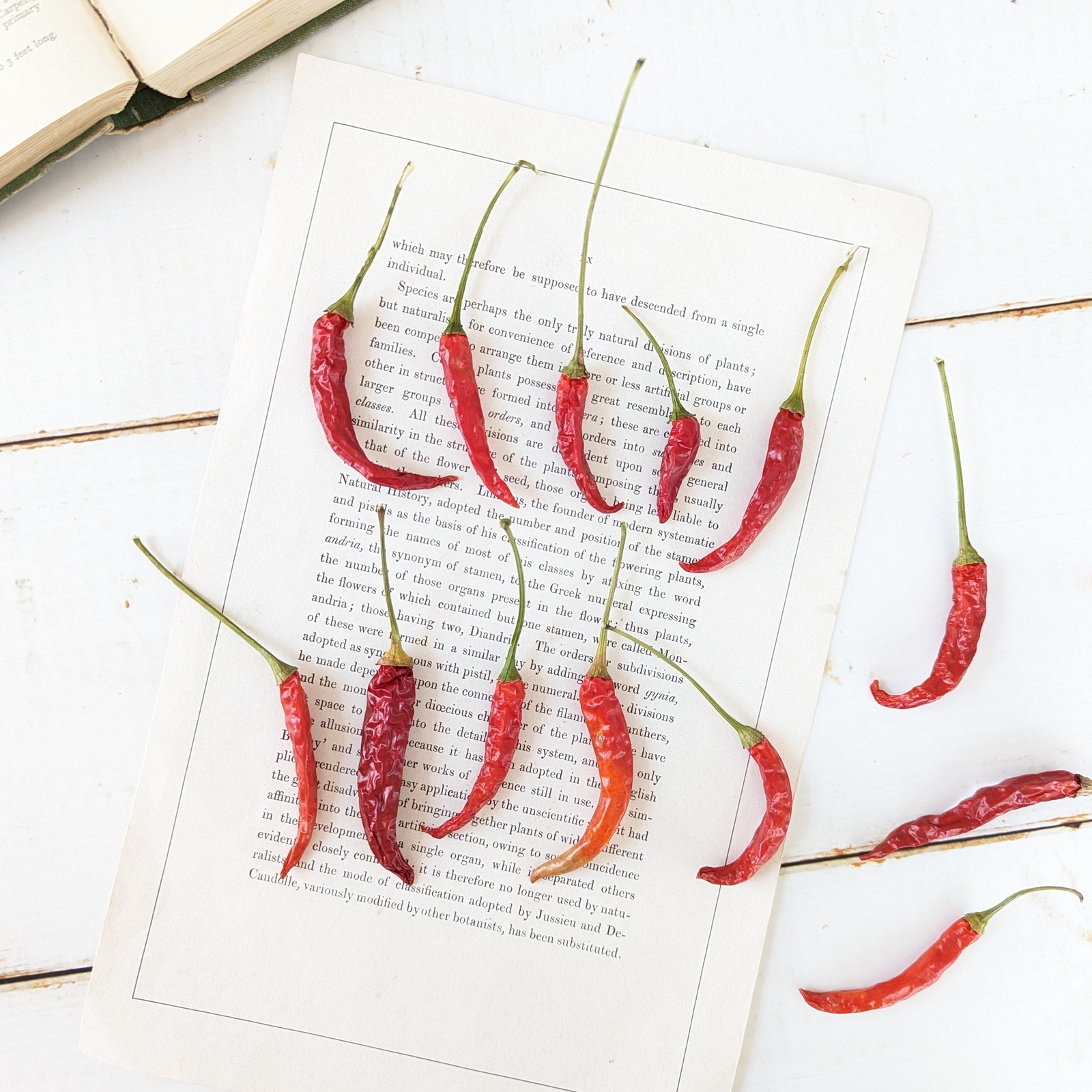 タカノツメ 10～15本 ドライフラワー 鷹の爪 トウガラシ 赤 レッド