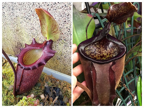 N. rajah x palawanensis | Nepenthesgod Plants