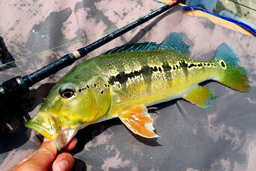 LateBloomings56 Zinia | TRANSCENDENCE