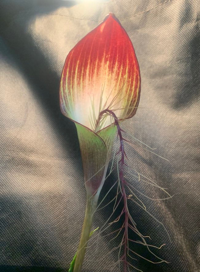 Guangxi, China産】Arisaema lihengianum | Plants-Axis