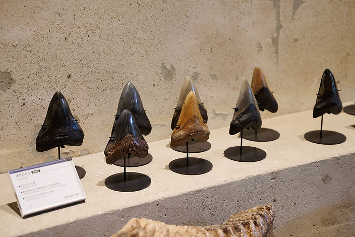 商品紹介】メガロドンの歯の実物化石（新生代新第三紀、アメリカ