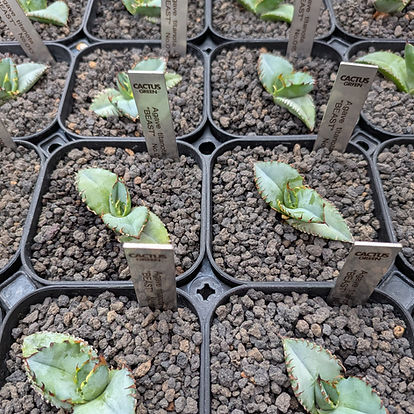 サボテン | CACTUS GREEN［カクタスグリーン］ | 日本 - コーデックス