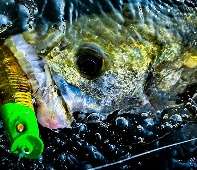 ZELPHAS 133F 2025 | ADUSTA FishingTackle