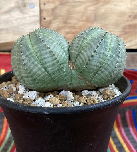 ユーフォルビア オベサ ダブルヘッド | NAT PARK