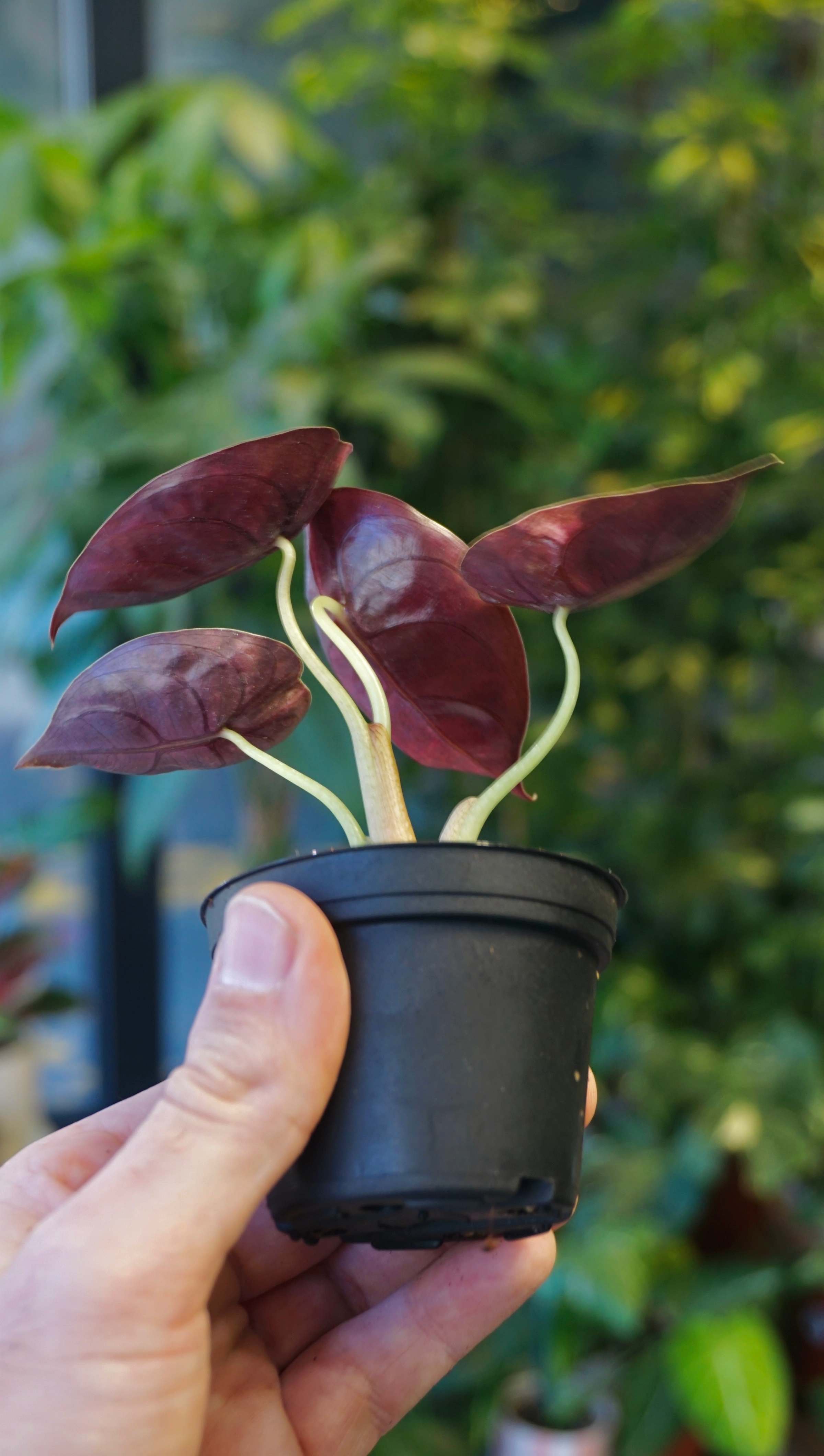 Alocasia Cuprea Variegata (baby) - Studio Plantes - Delivery of