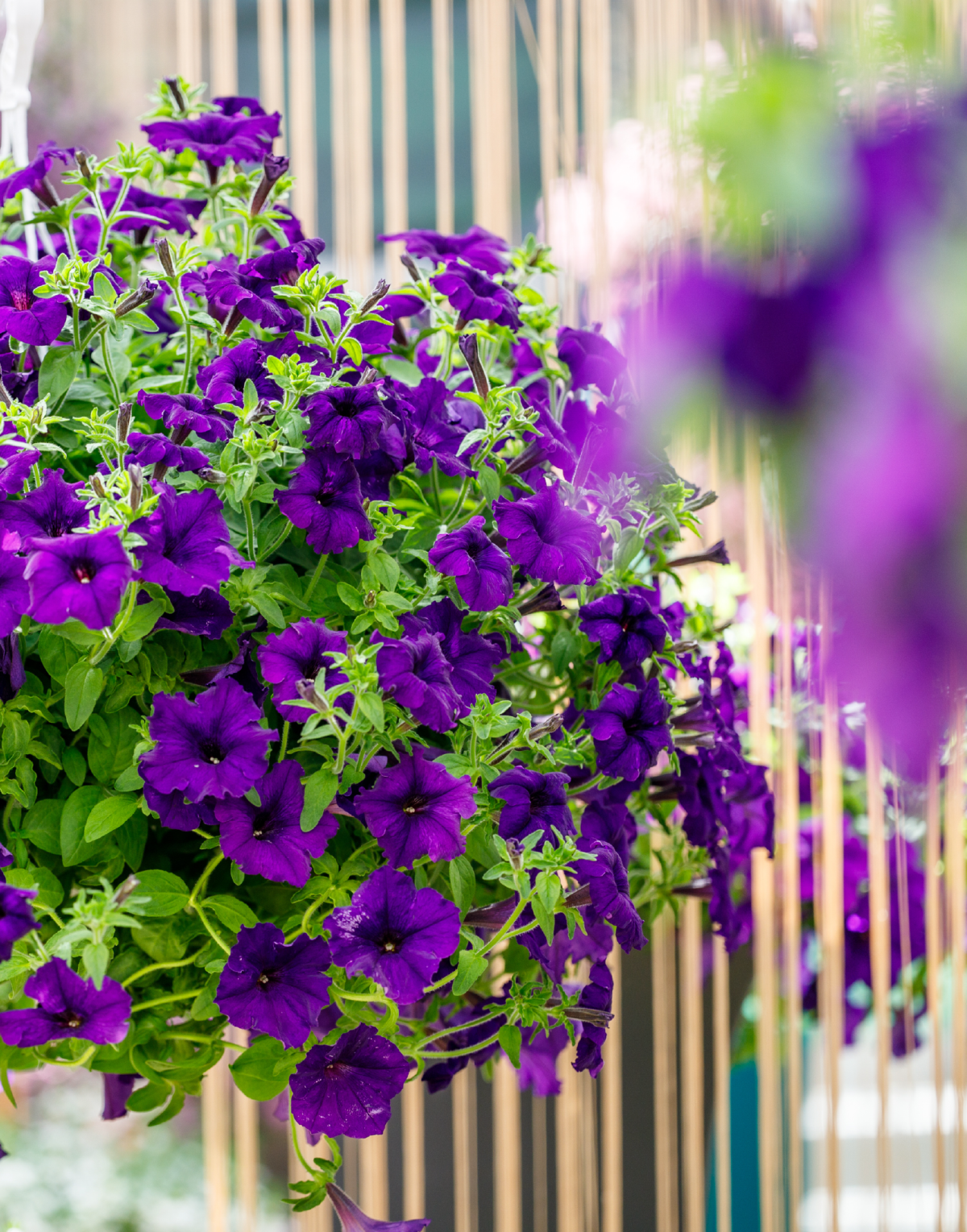 Surfinia® Trailing Violet | No.1 Original Trailing Petunia