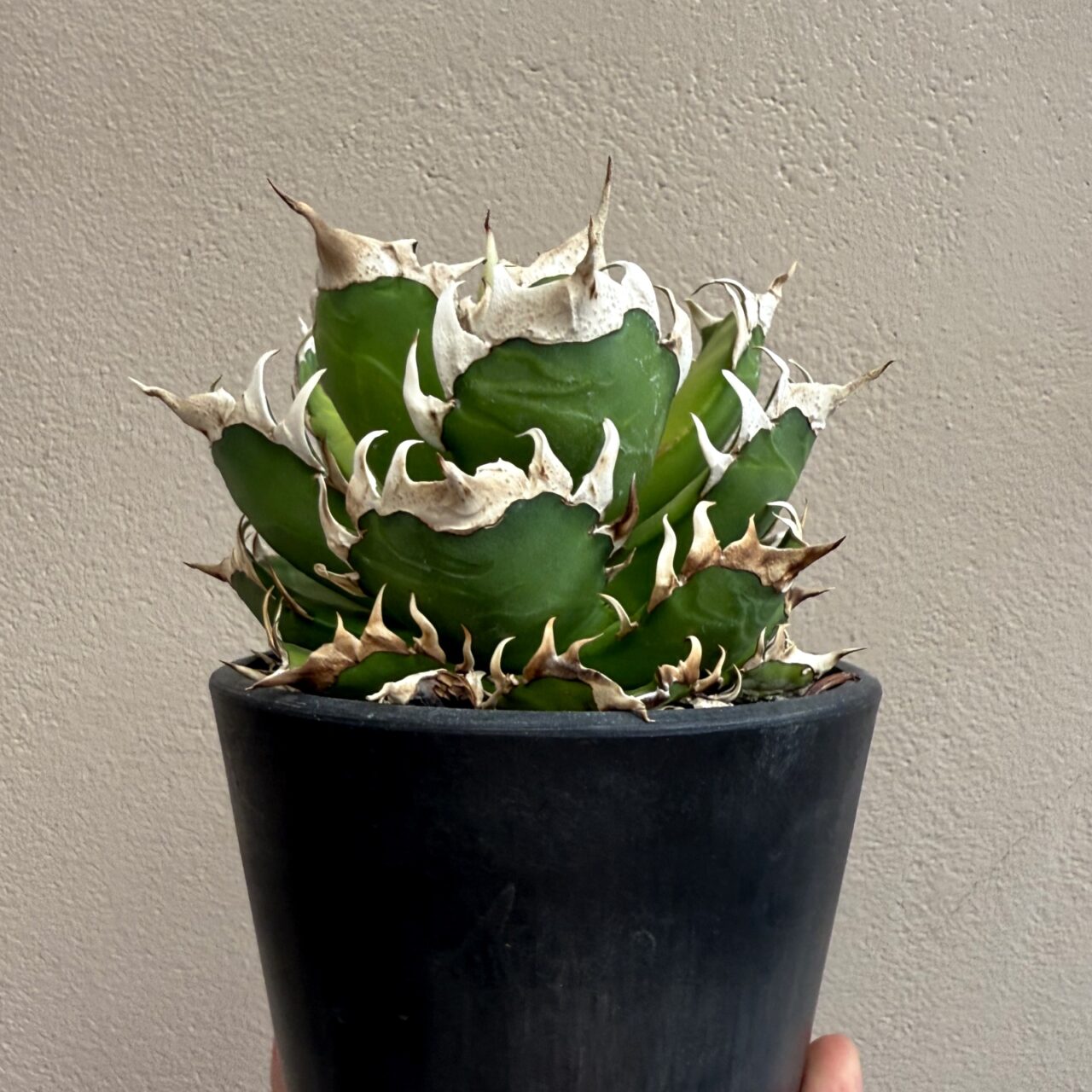 レッドキャットウィーズル（ゴリ猫）の成長記録 2025 | すごいグリーン