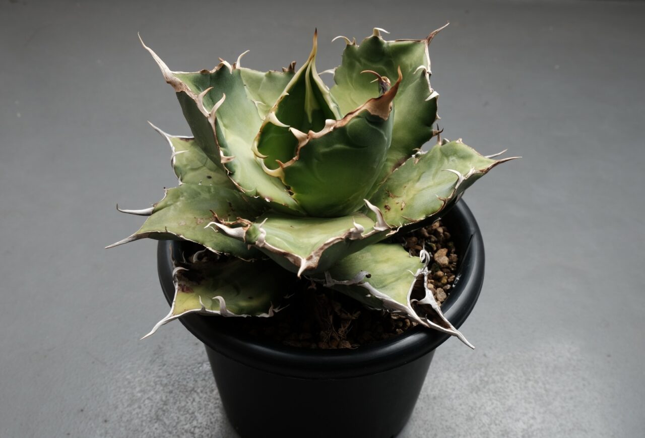 アガベ チタノタ 白鯨 / アザミウマの被害から徐々に復活中。 | すごい