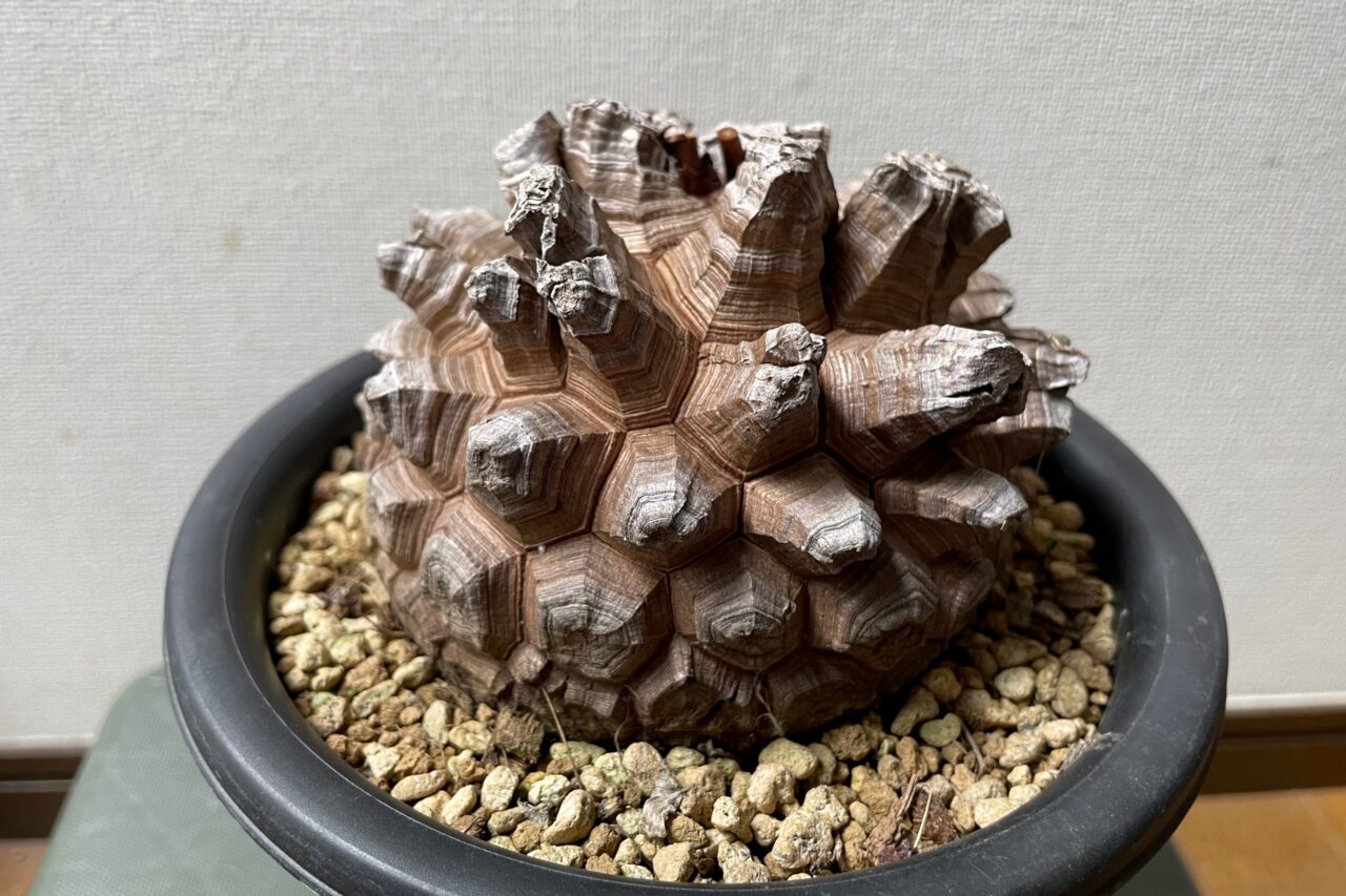 ディオスコレア・エレファンティペス（亀甲竜）/ 長谷川園芸さんとこの