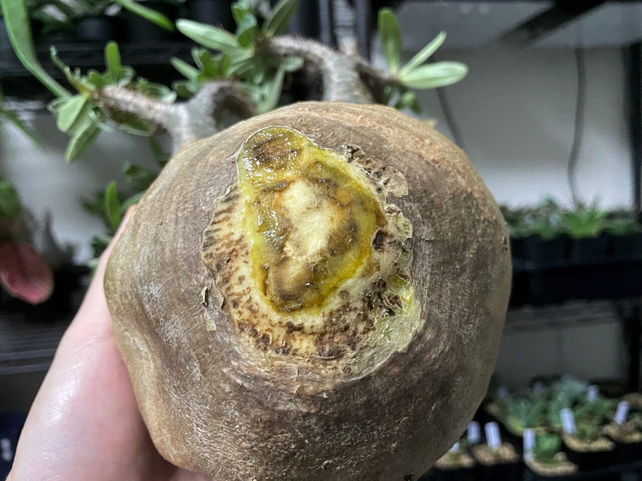 発根管理中のグラキリスに緊急事態発生！そして土耕から水耕へ