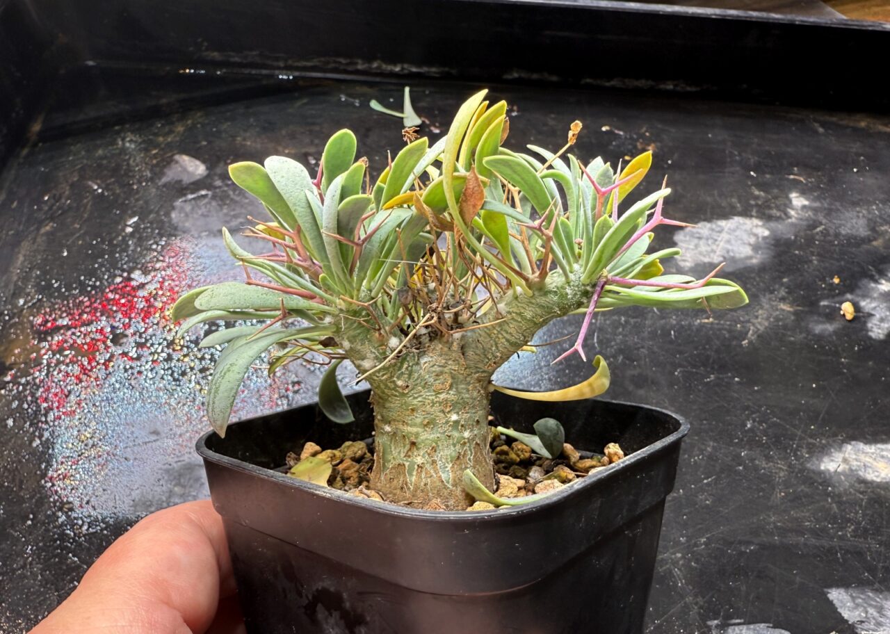 オトンナ・ユーフォルビオイデス 2年半の成長記録 | すごいグリーン