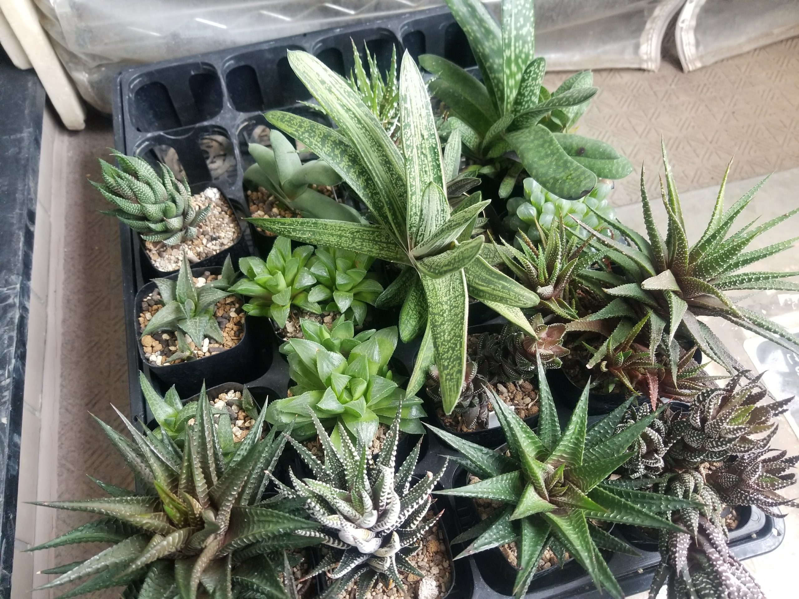 アロエ属・ハオルチア属がいつの間にか再編成されていた問題まとめ