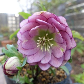 加藤農園 - クリスマスローズ・多肉shop 涼花(SUZUKA)