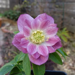 ダブル - クリスマスローズ・多肉shop 涼花(SUZUKA)