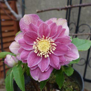 広瀬園芸 - クリスマスローズ・多肉shop 涼花(SUZUKA)