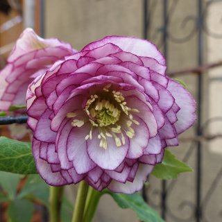 ダブル - クリスマスローズ・多肉shop 涼花(SUZUKA)