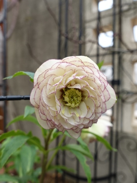 加藤農園 dd アフロディーテ 小輪タイプ ピコティ - クリスマスローズ