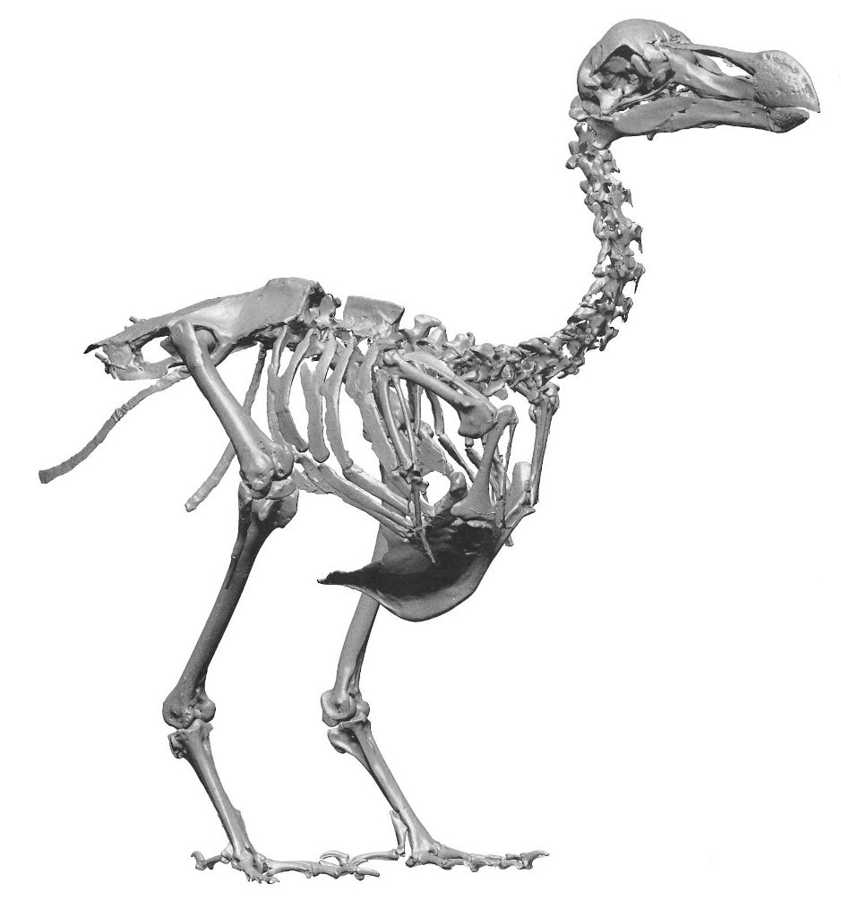 Dödös get a mönögraph | Sauropod Vertebra Picture of the Week