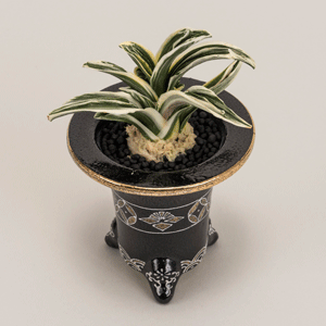 春光園版）万年青360選 〜 羅紗 *あ〜す* 〜 - 春光園 【公式